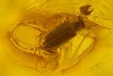 Fossil Beetle (Coleoptera) & Spider (Araneae) In Baltic Amber #166236-1